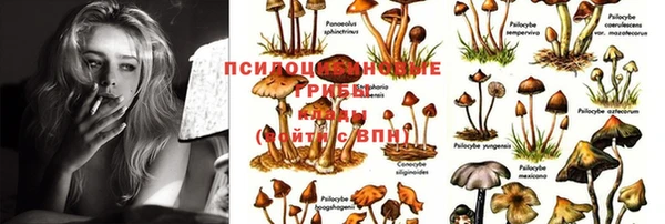 спиды Аркадак